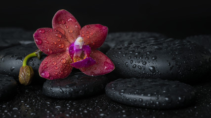 Obraz na płótnie Canvas spa concept of deep purple orchid (phalaenopsis) with bud on ze
