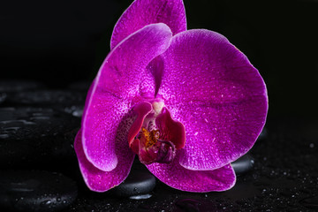 spa still life with beautiful deep purple  flower orchid, phalae
