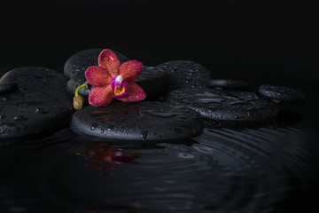 Beautiful spa concept  of deep purple orchid (phalaenopsis) with