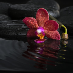 spa concept  of dark purple orchid (phalaenopsis) with bud, zen
