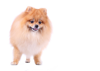 pomeranian dog isolated on white background