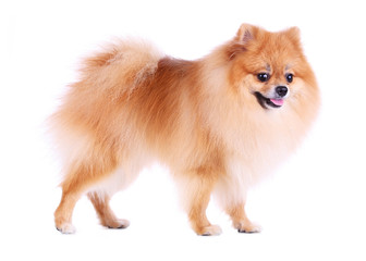 Obraz premium pomeranian dog isolated on white background