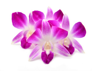 beautiful blooming orchid isolated