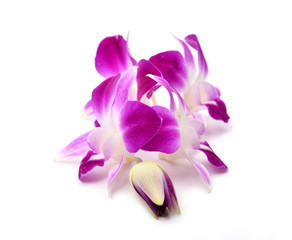 beautiful blooming orchid isolated