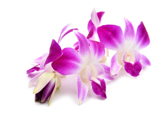 beautiful blooming orchid isolated