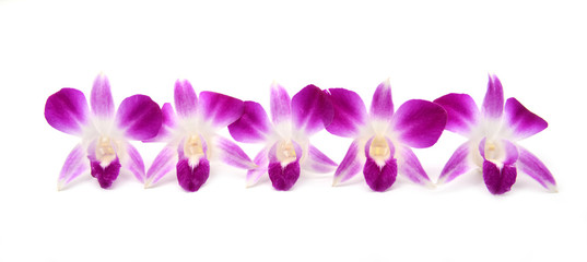 Naklejka na ściany i meble beautiful blooming orchid isolated