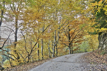 Chemin forestiert,Pyrénées audoises