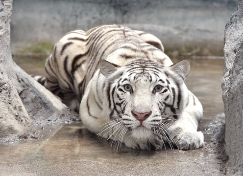 white bengal tiger