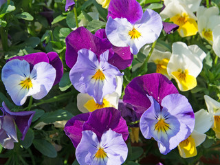 Hornveilchen - Viola cornuta