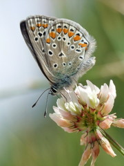 Bläuling auf Kleeblüte