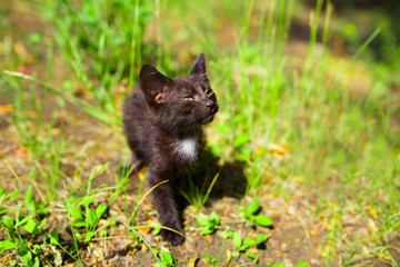 Naklejka na ściany i meble Black kitten in the green grass