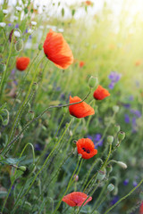 Obraz premium Poppy Flowers