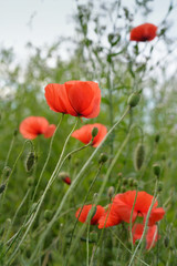 Poppy Flowers