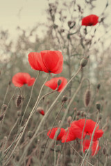Fototapeta premium Poppy Flowers