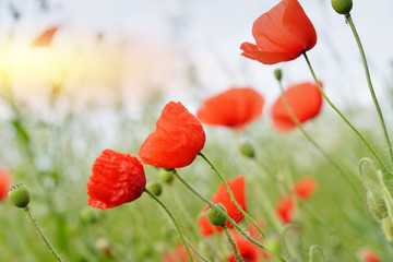 Poppy Flowers