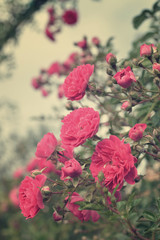 Rose flowers