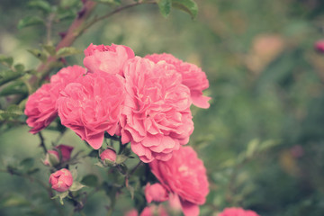 Rose flowers