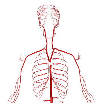 Arteries closeup