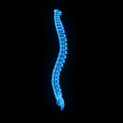 Vertebral column