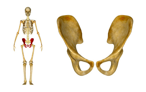 Pelvic hip girdle