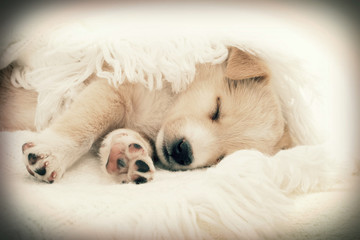 Puppy sleeping in a blanket