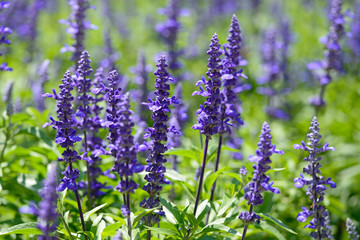 Fototapeta premium Lavender flowers closeup