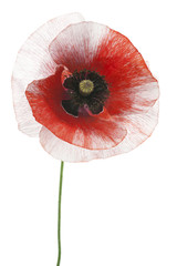 Fototapeta premium poppy