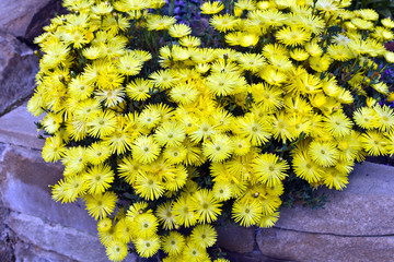 Golden Lamparanthus flowers.