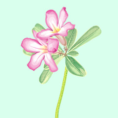 vector flower