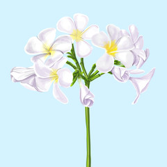 vector flower