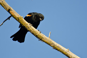 Curious Red-Winged Blackbird Perched on a Branch
