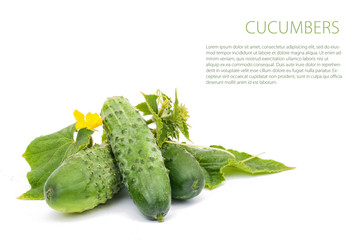 cucumber