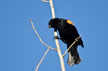 Red-Winged Blackbird Perched in Tree