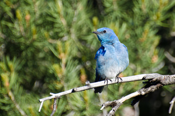 Mountain Bluebird Perched in a Tree