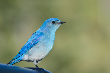 Profile of a Mountain Bluebird