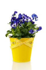 Blue pansy plant in flower pot