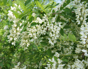 Flowering of white acacia spring
