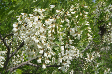 Flowering of white acacia spring