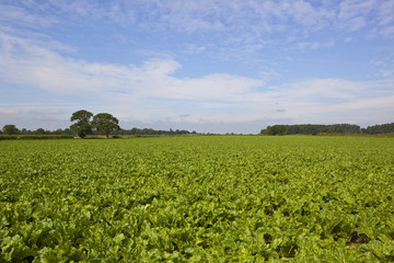 Fototapeta na wymiar sugar beet field in summer