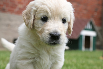 Golden-Retriever-Welpe_2