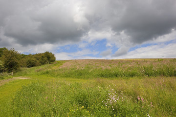 Fototapeta premium summer sainfoin fields