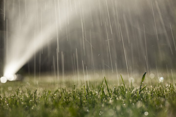 wet lawn with a sprayer in the background - obrazy, fototapety, plakaty