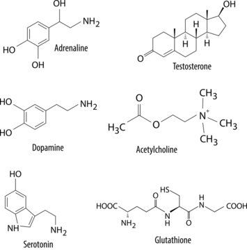 Chemical formulas of neurotransmitters and enzymes