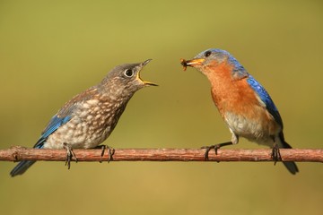 Eastern Bluebirds (Sialia sialis)