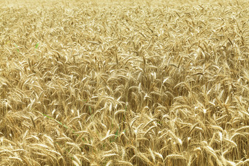 Field of ripe wheat