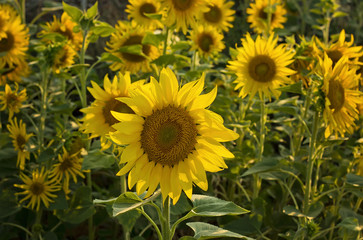 Obraz premium Campo de girasoles florecientes