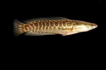 カムルチー　雷魚