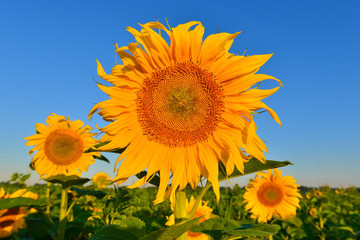 Подсолнечник