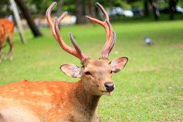 Sika Deer (Cervus nippon) in Japan 