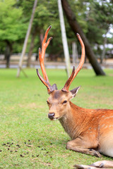 Sika Deer (Cervus nippon) in Japan 